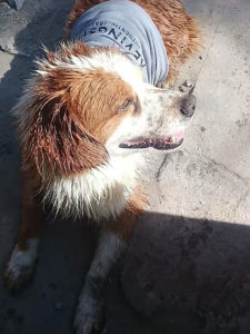 Perro en adopción - Refugio Transitorio Candelaria